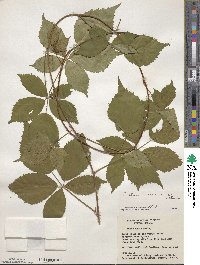 Rubus recurvans image