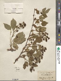 Rubus recurvans image