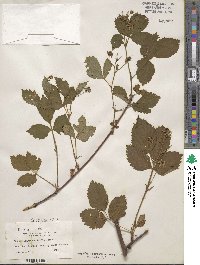 Rubus recurvicaulis image