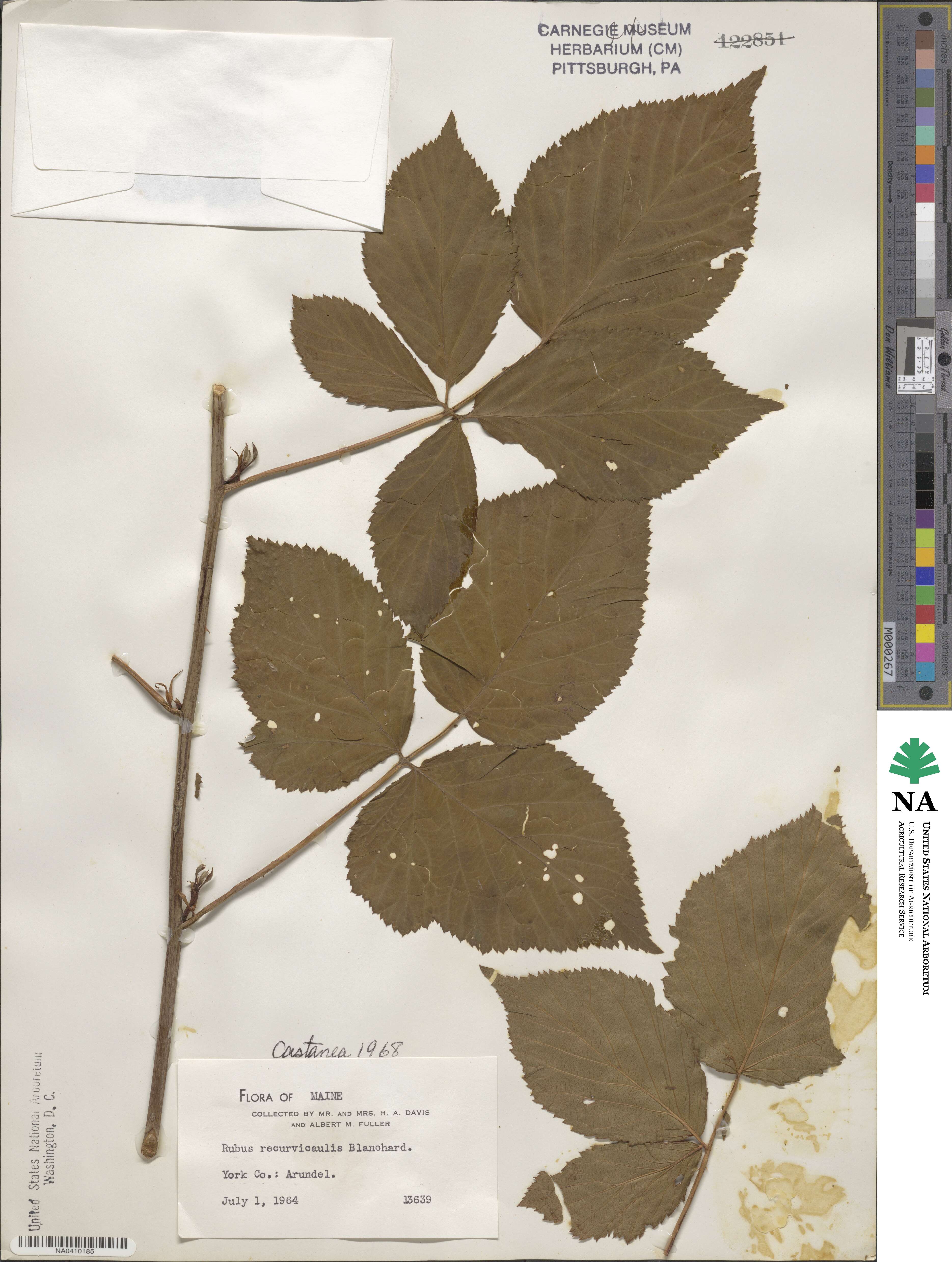 Rubus recurvicaulis image