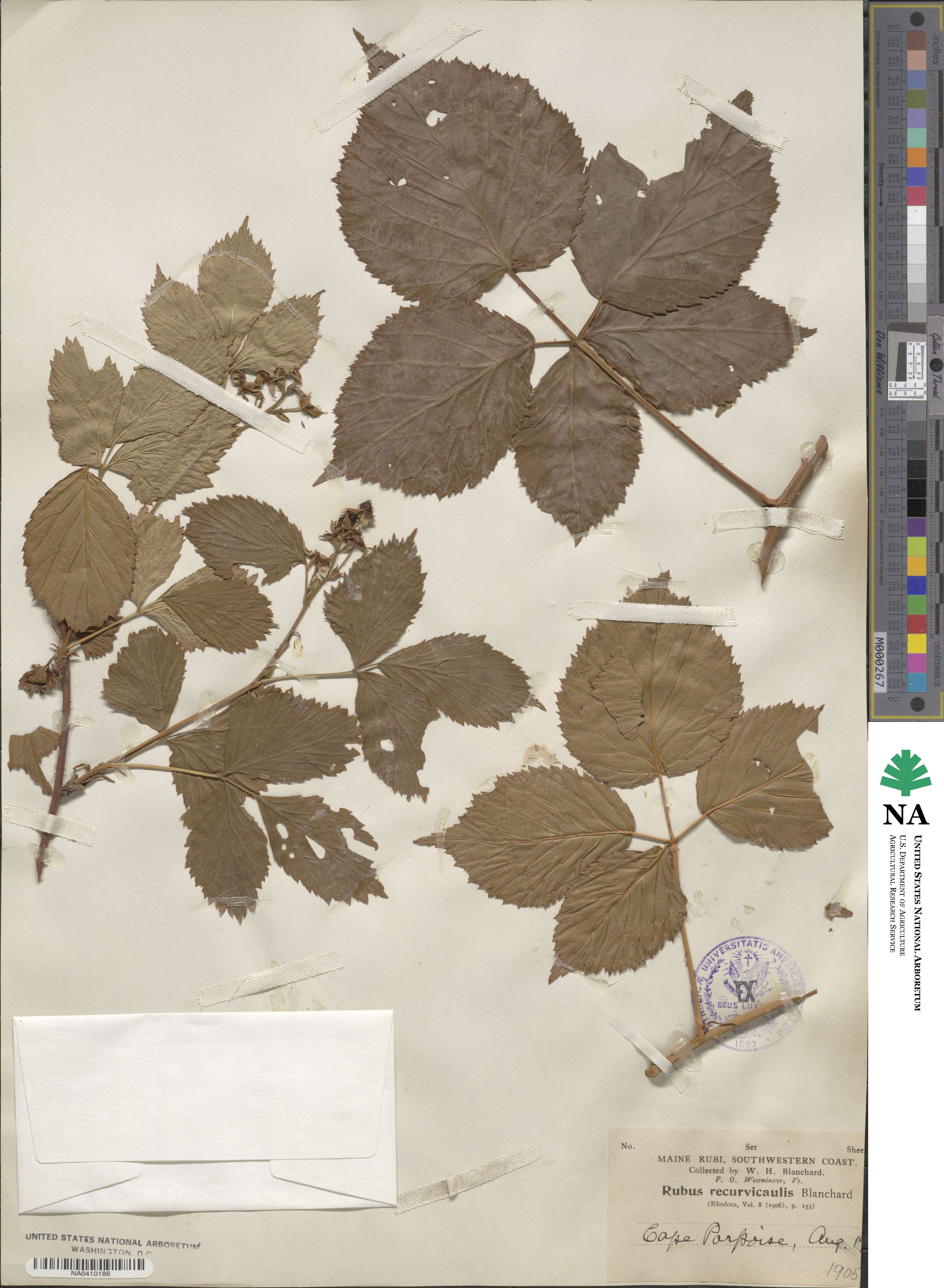 Rubus recurvicaulis image