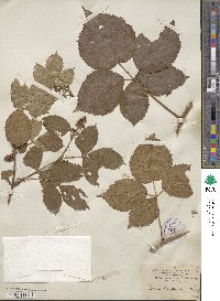 Rubus recurvicaulis image