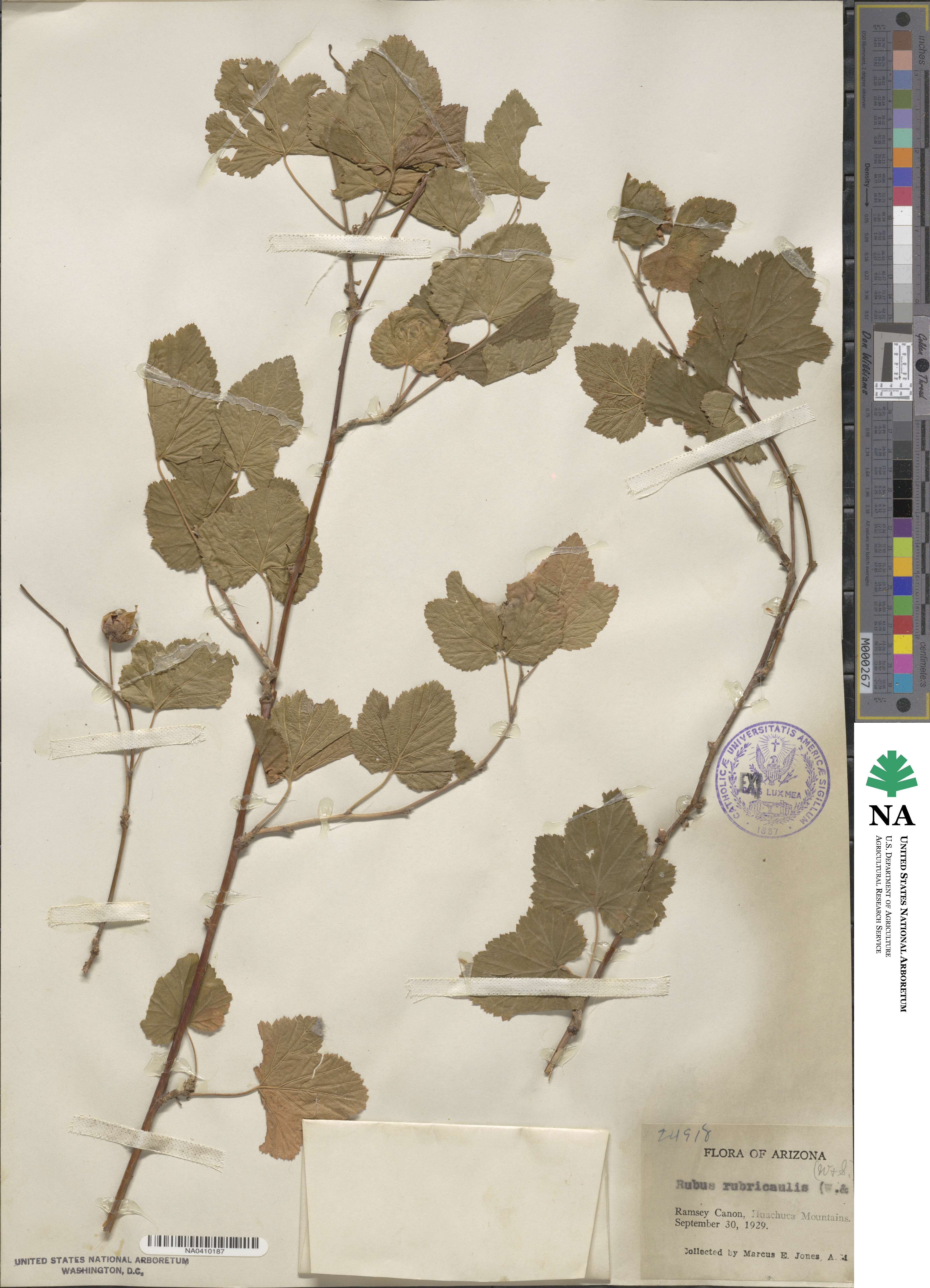 Rubus recurvicaulis image