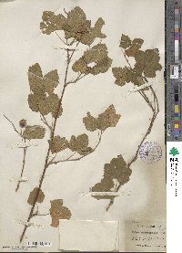 Rubus recurvicaulis image