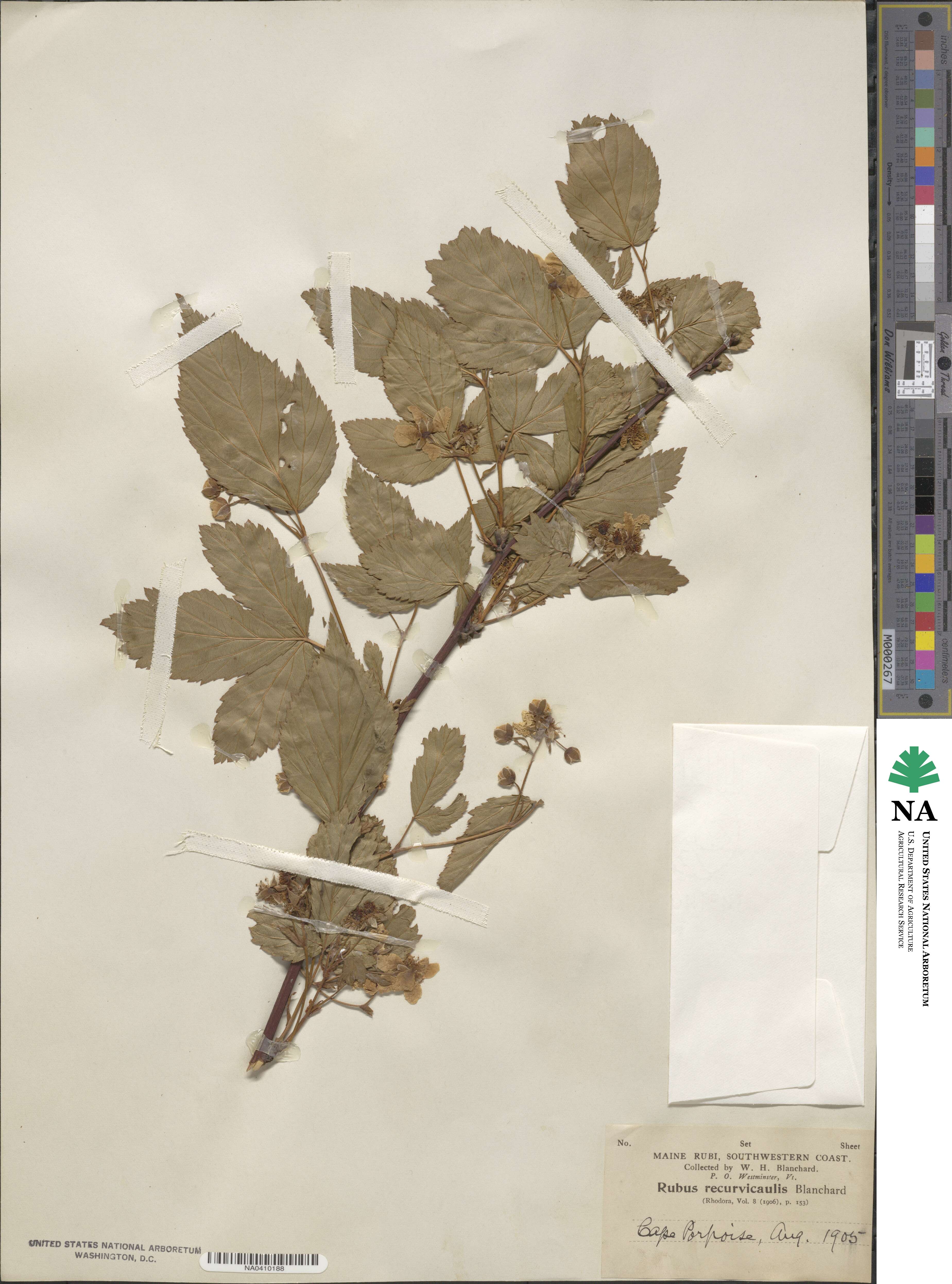 Rubus recurvicaulis image