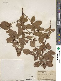 Rubus recurvicaulis image