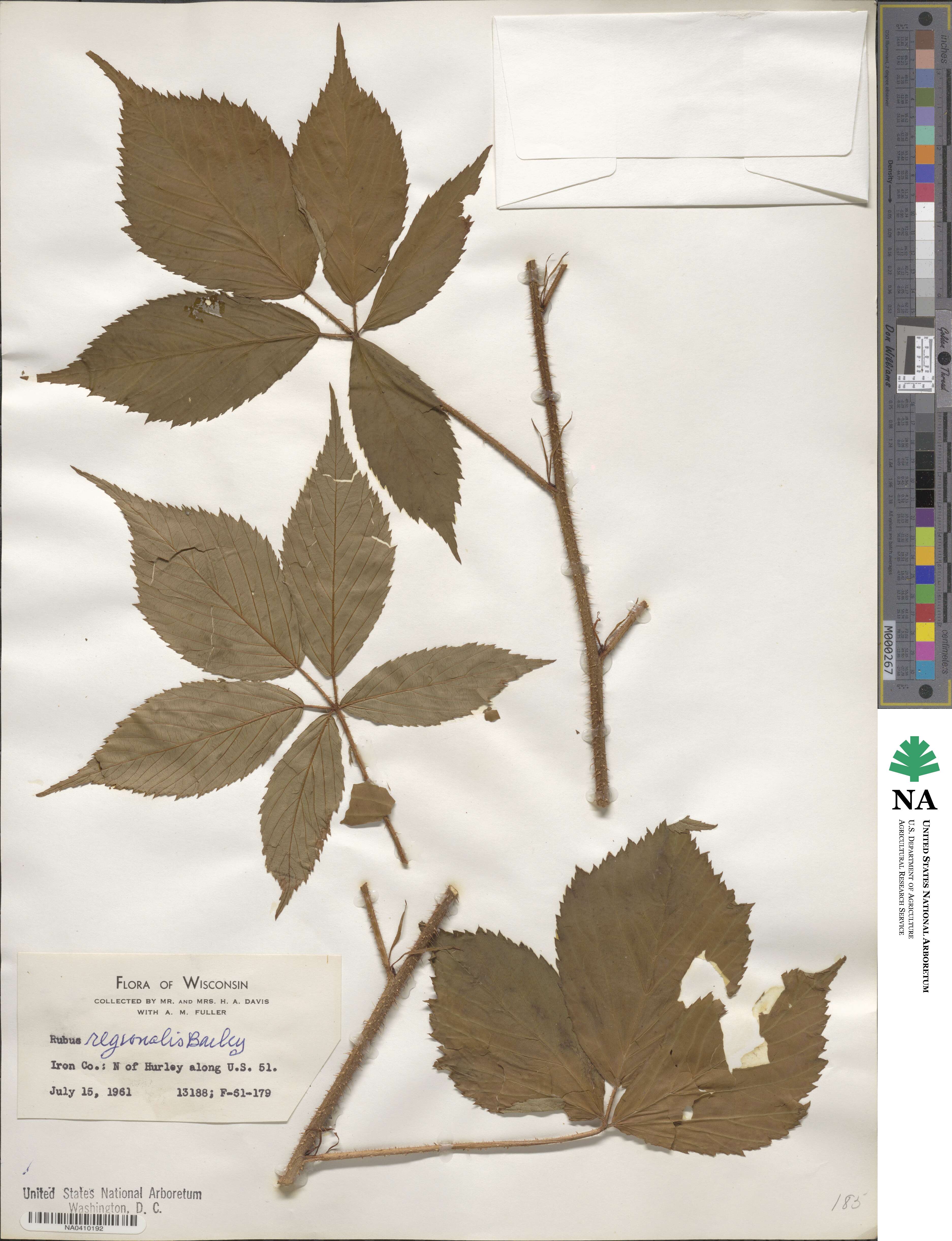 Rubus regionalis image