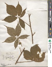 Rubus regionalis image