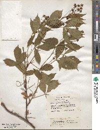 Rubus regionalis image