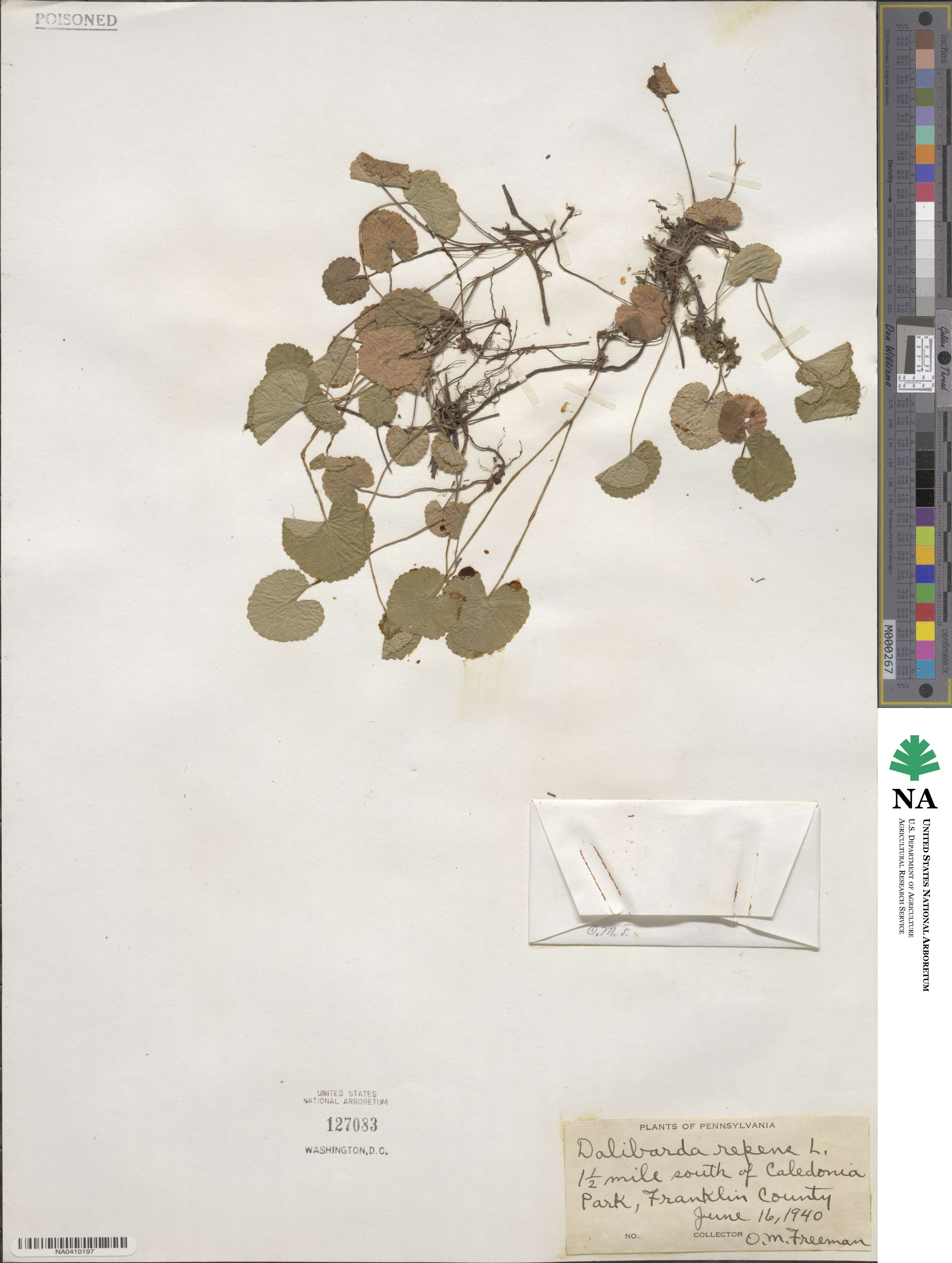 Dalibarda repens image