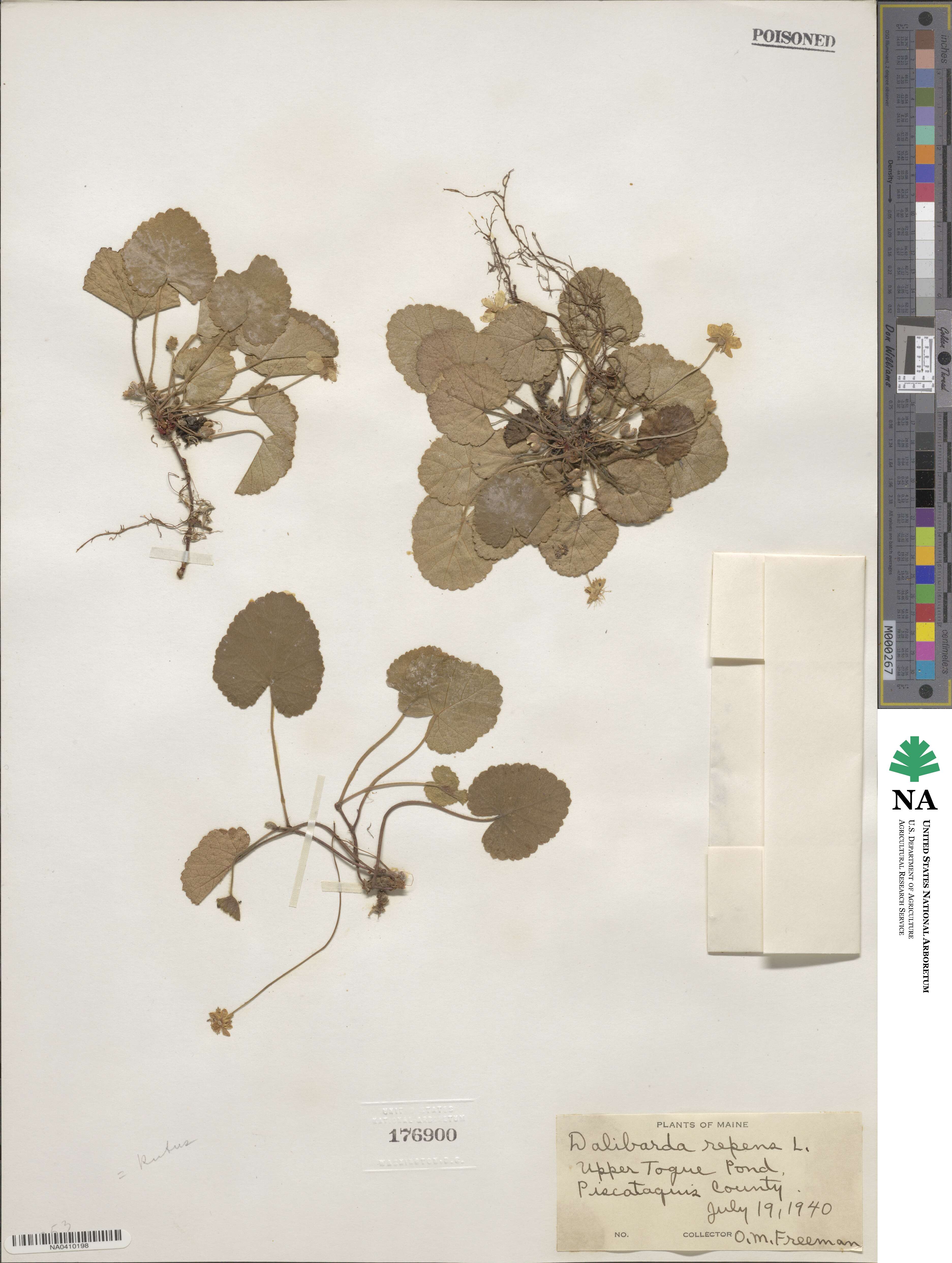 Dalibarda repens image