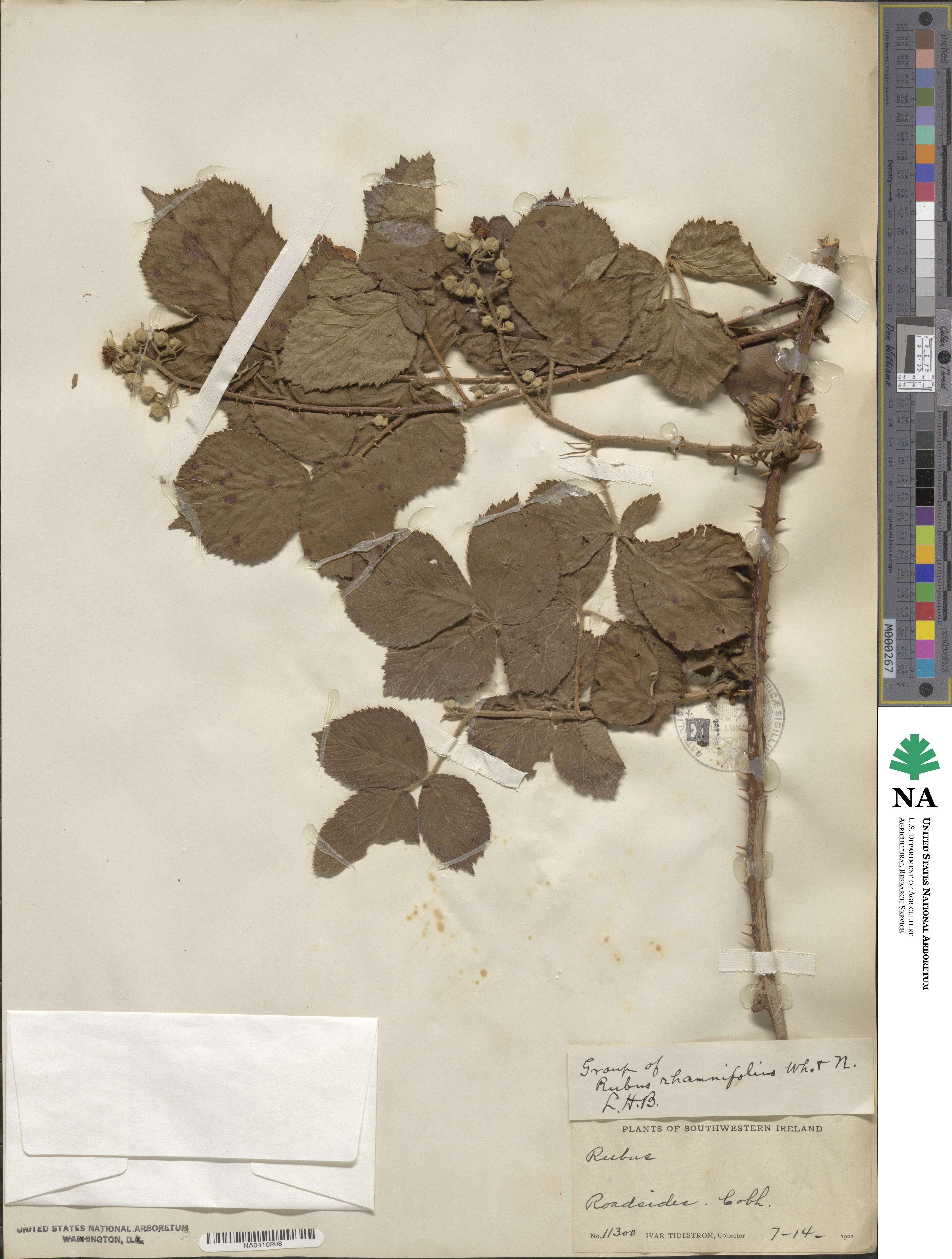 Rubus rhamnifolius image