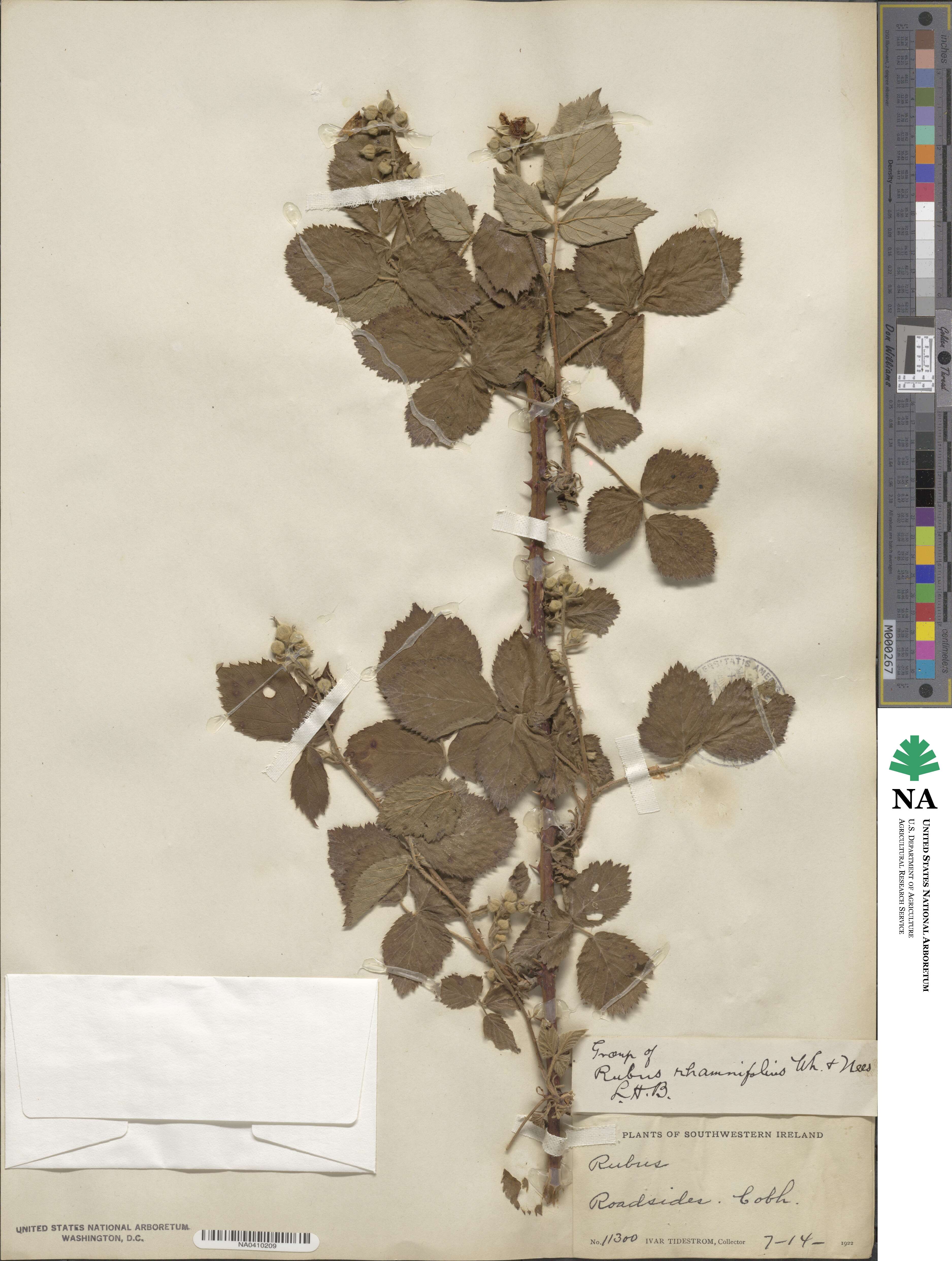 Rubus rhamnifolius image