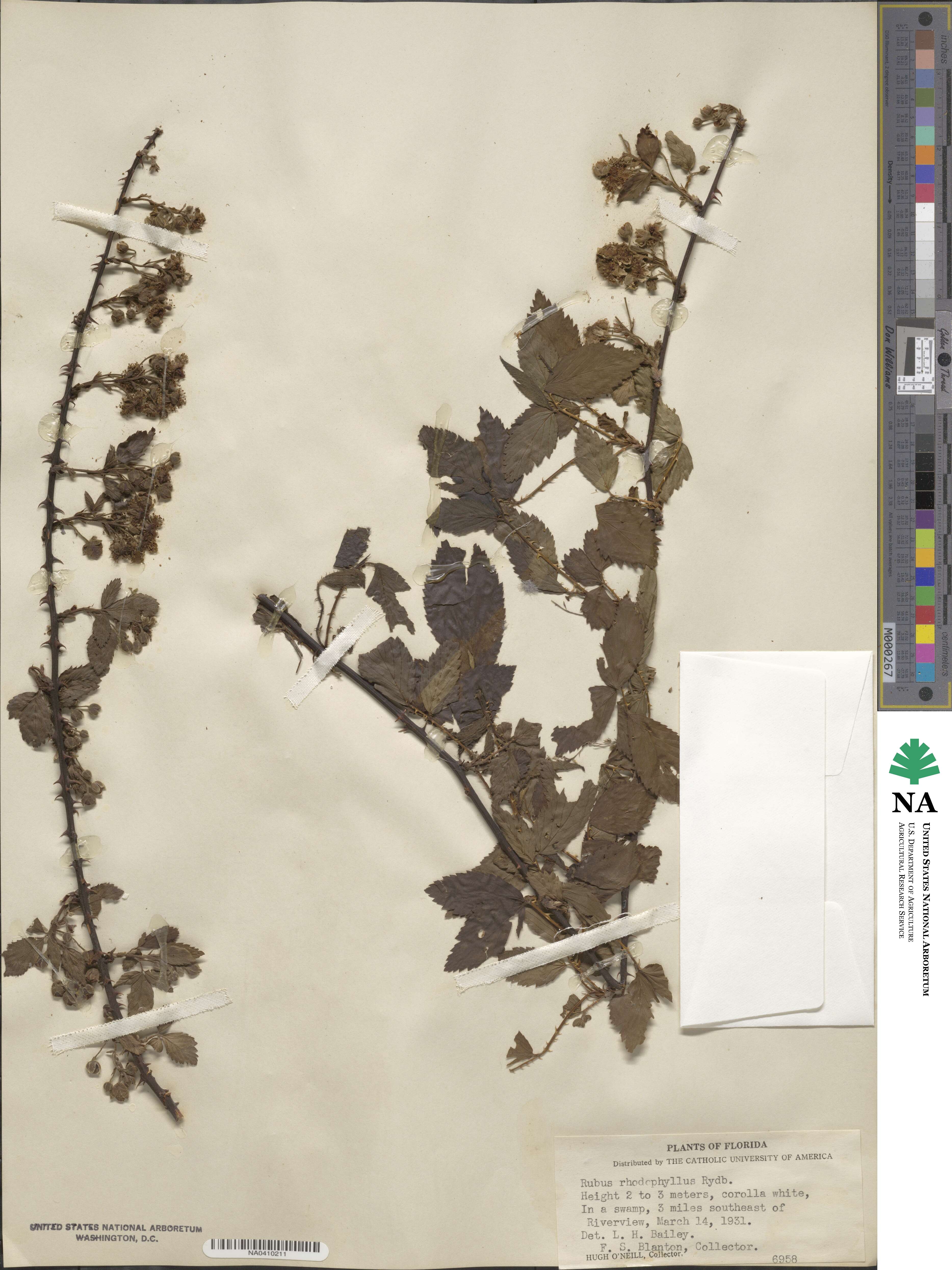Rubus argutus image