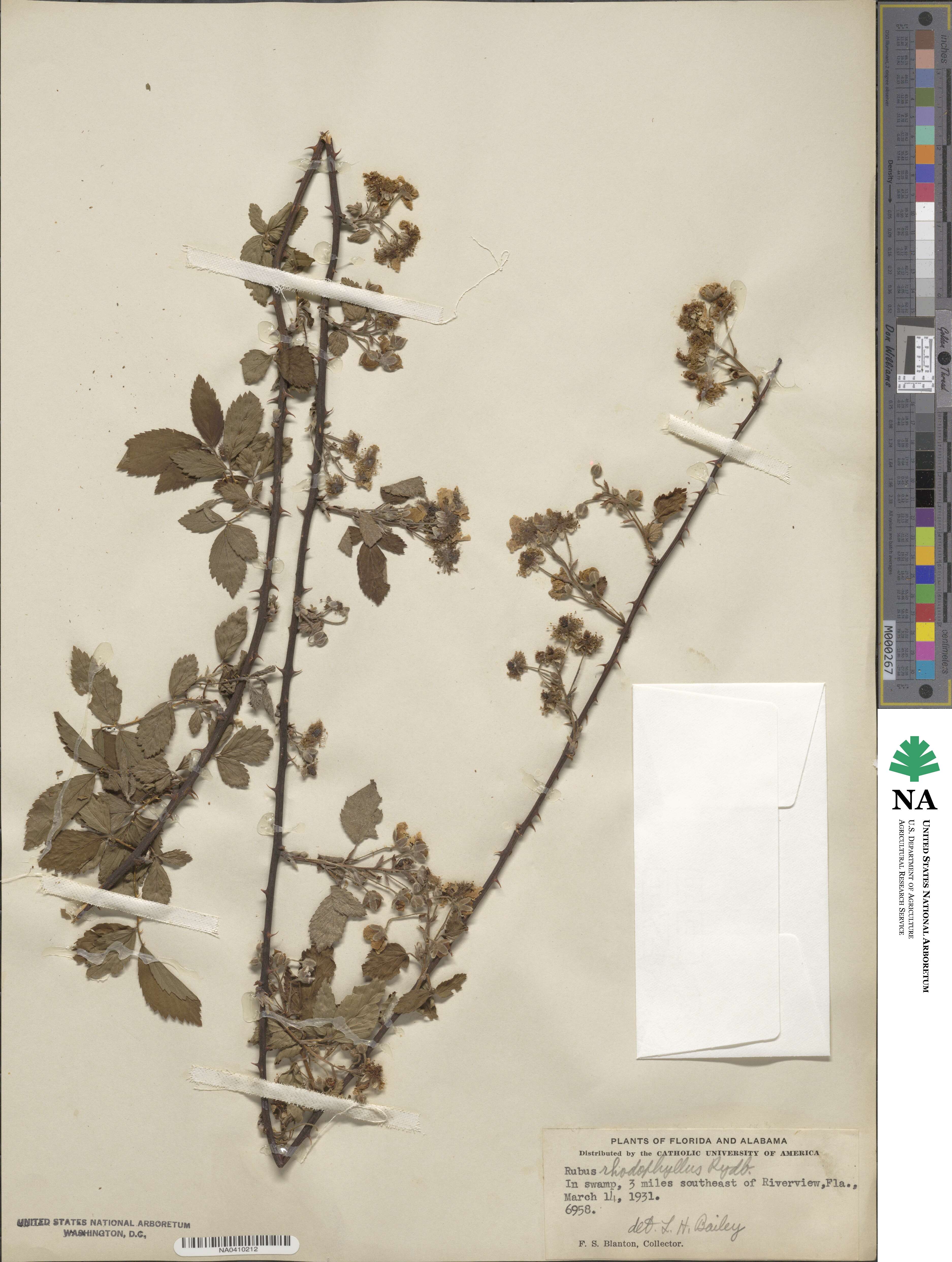 Rubus argutus image