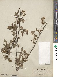 Rubus argutus image