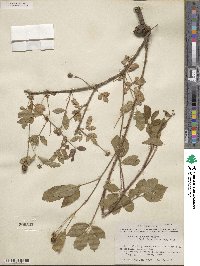 Rubus riograndis image