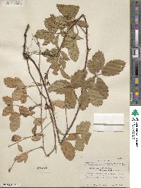 Rubus riograndis image