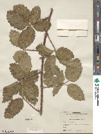 Rubus riograndis image