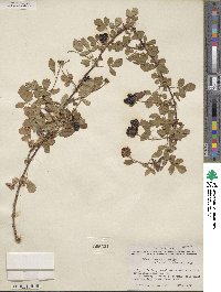 Rubus riograndis image