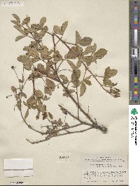 Rubus riograndis image