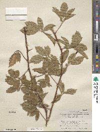 Rubus riograndis image