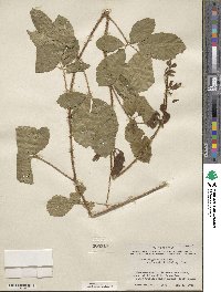 Rubus riograndis image