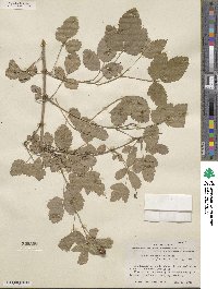 Rubus riograndis image