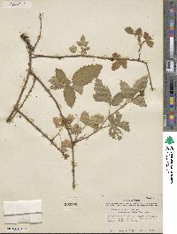 Rubus riograndis image