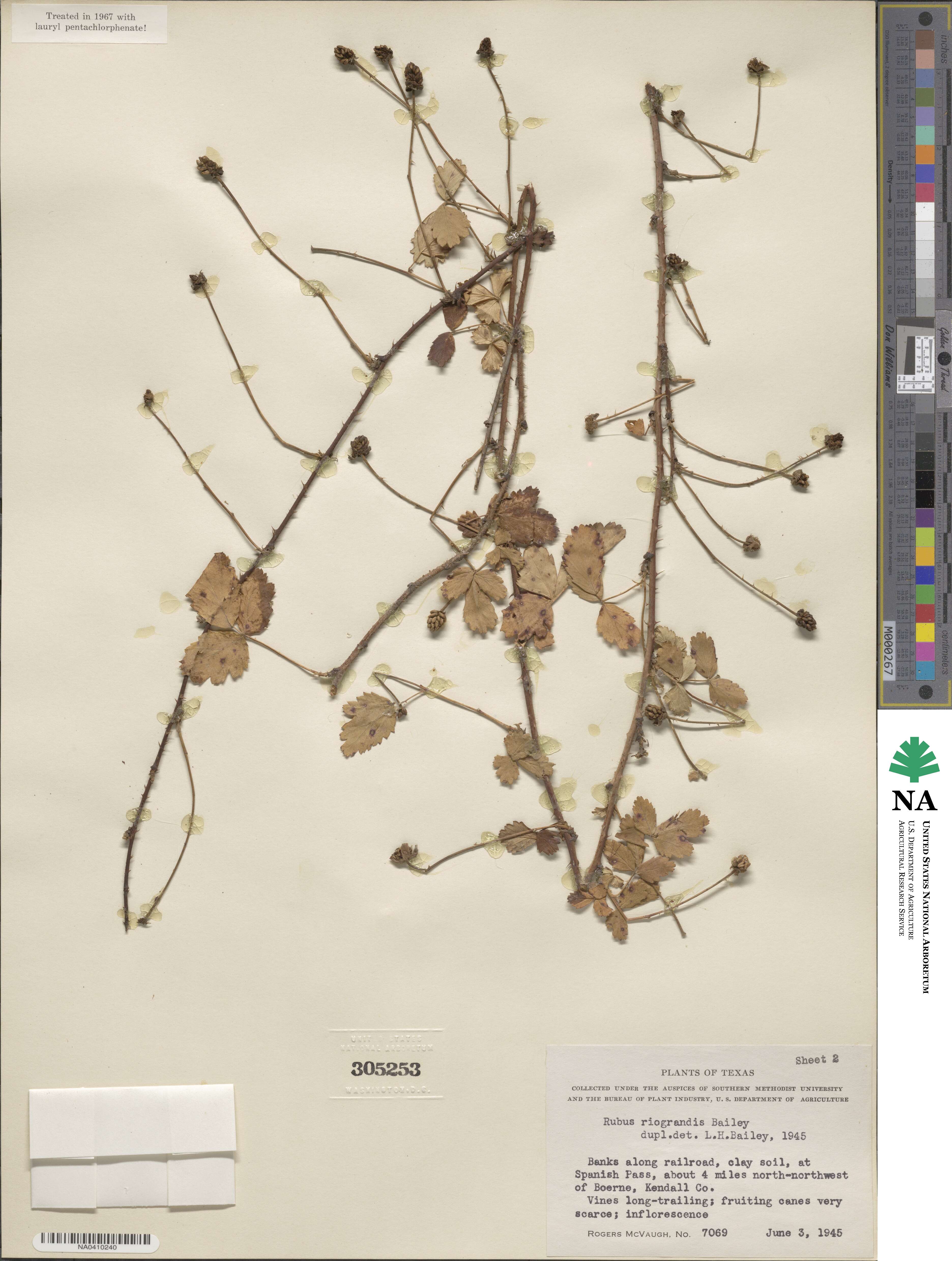 Rubus riograndis image