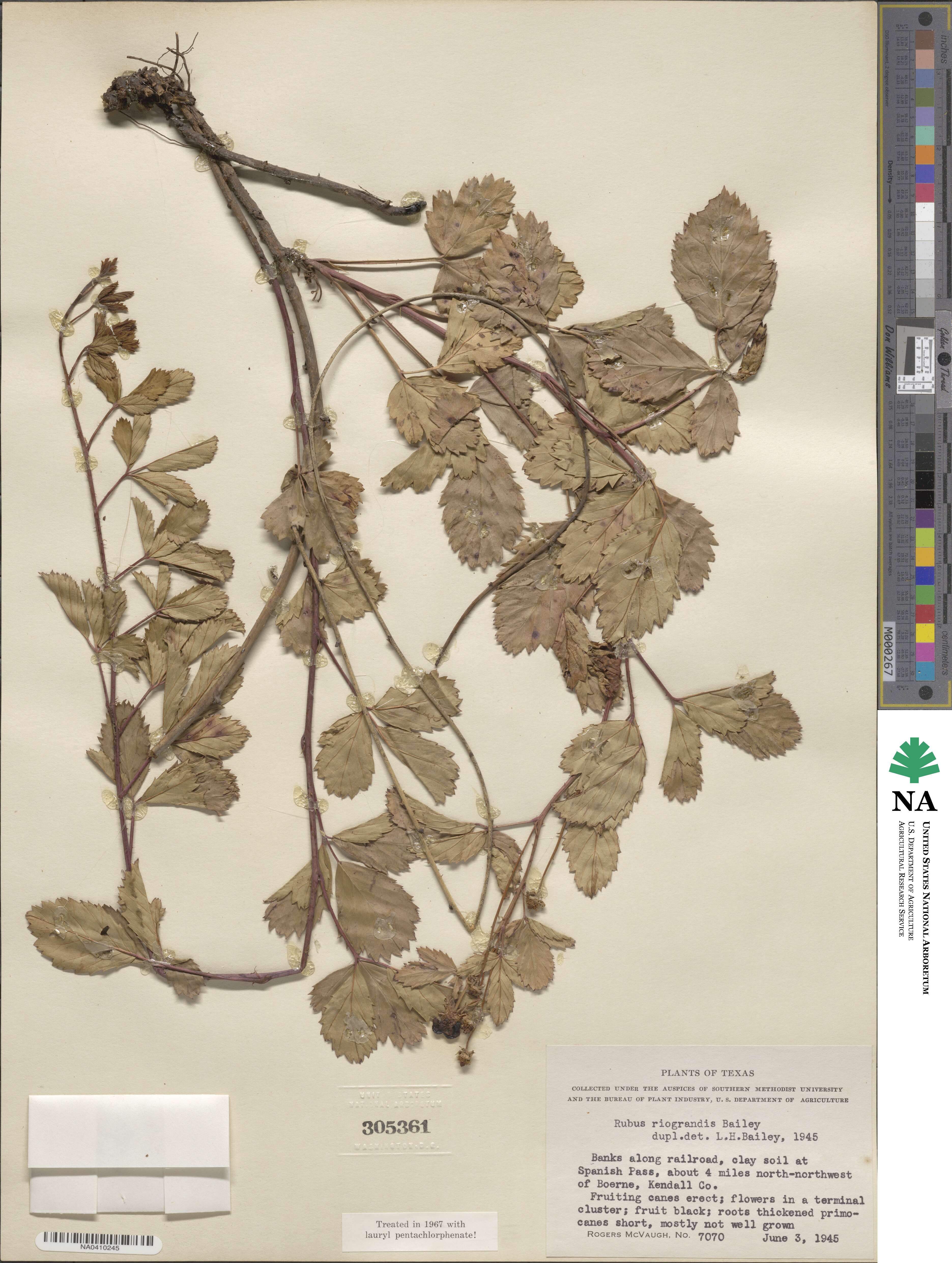 Rubus riograndis image