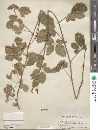 Rubus riograndis image