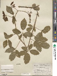 Rubus riograndis image