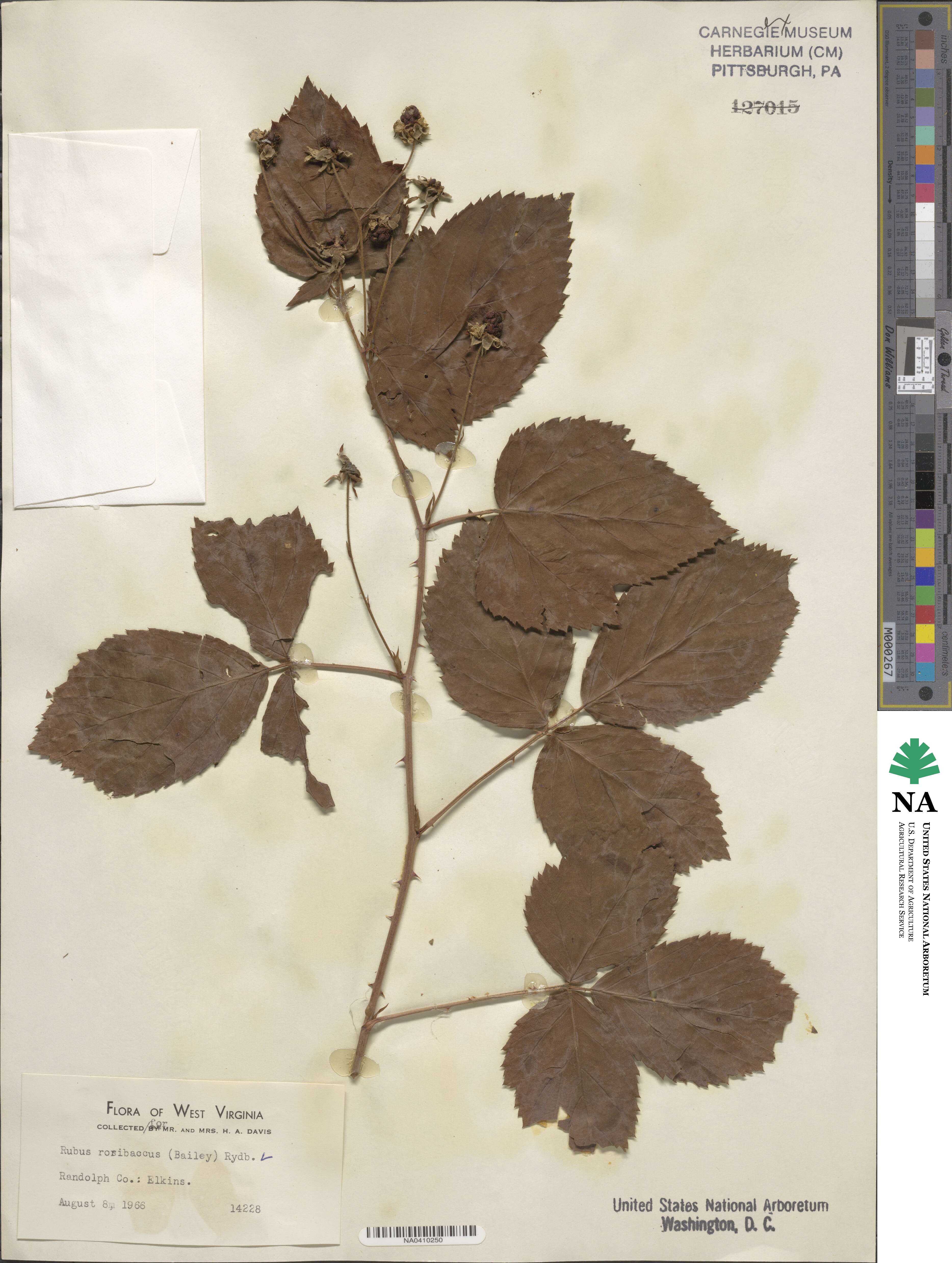 Rubus roribaccus image