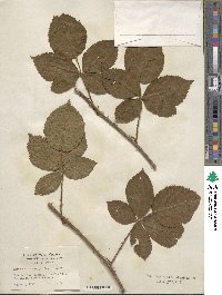 Rubus roribaccus image