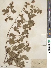 Rubus roribaccus image