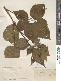 Rubus rosa image