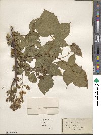 Rubus rosa image