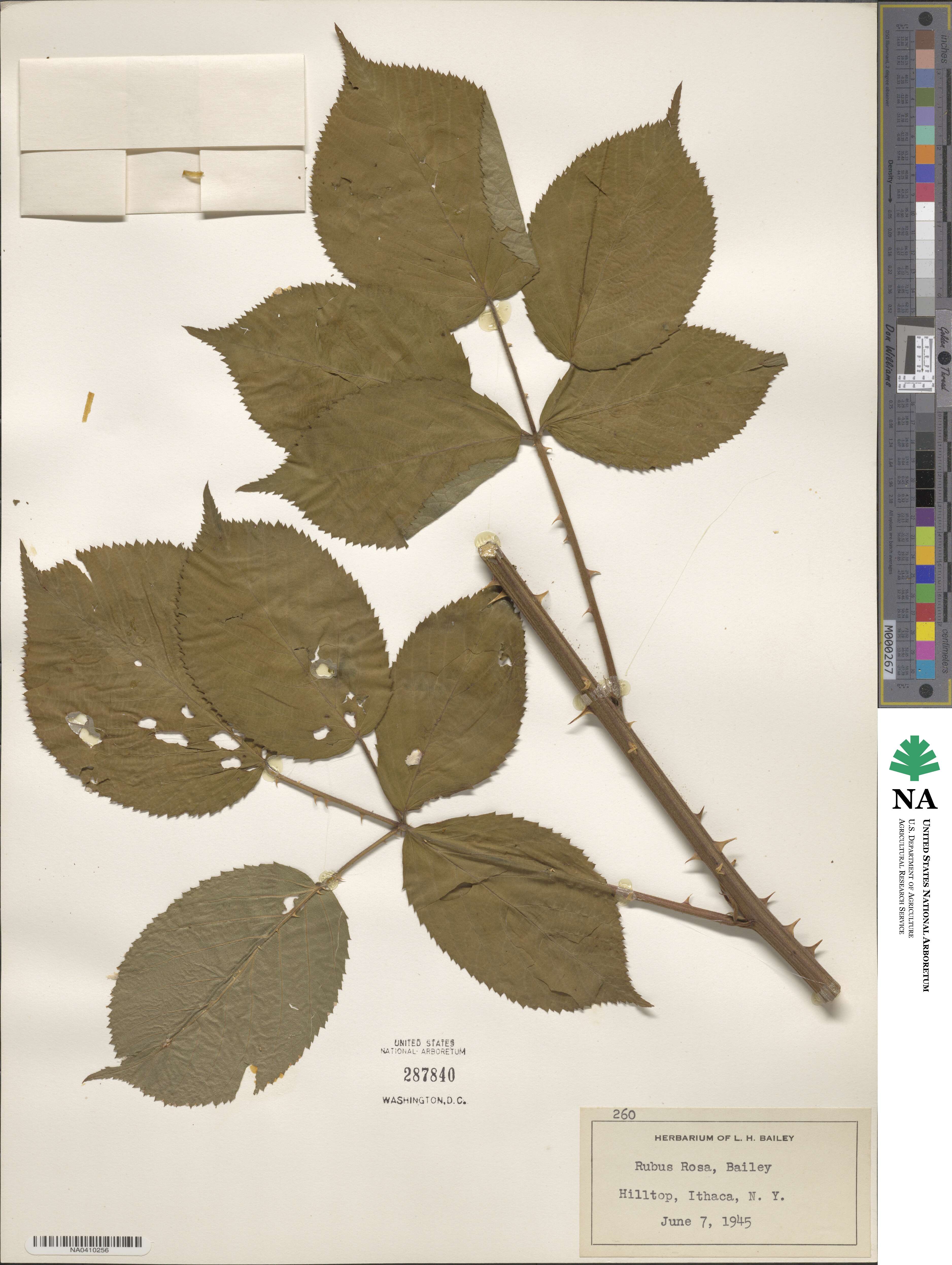 Rubus rosa image