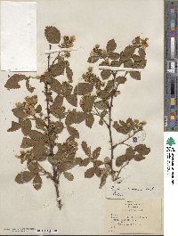 Rubus rosarius image