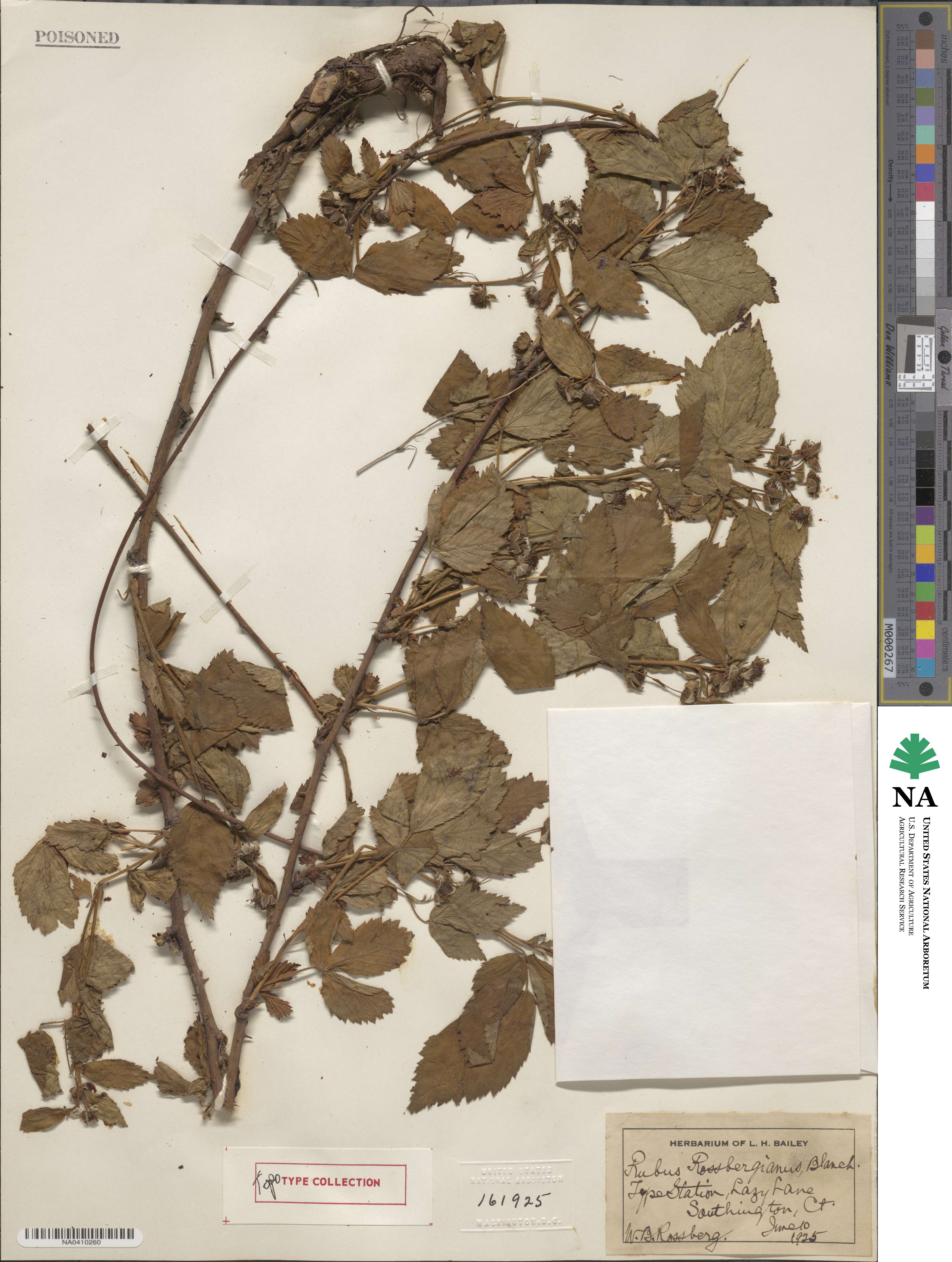 Rubus rossbergianus image