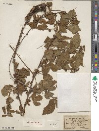 Rubus rossbergianus image