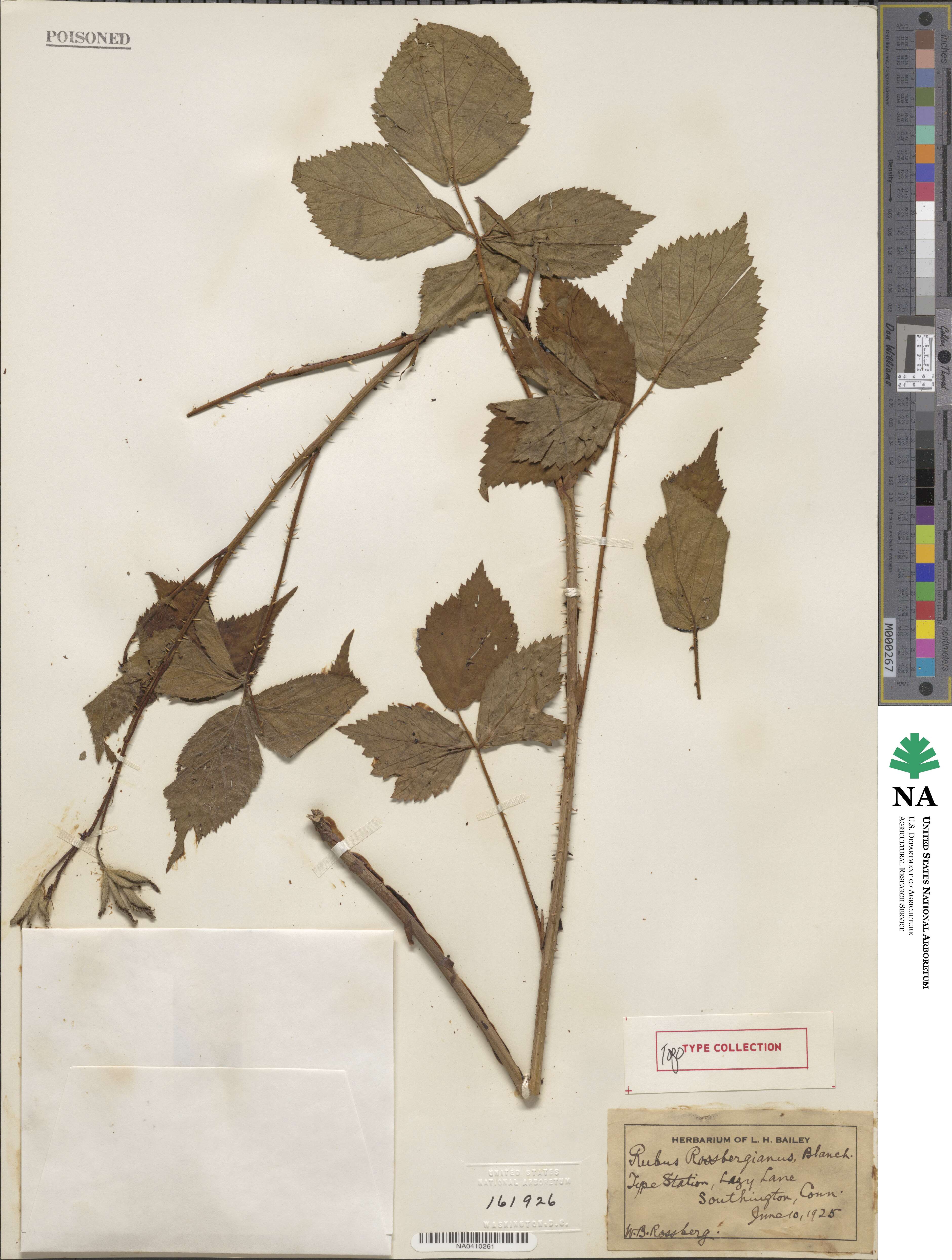 Rubus rossbergianus image