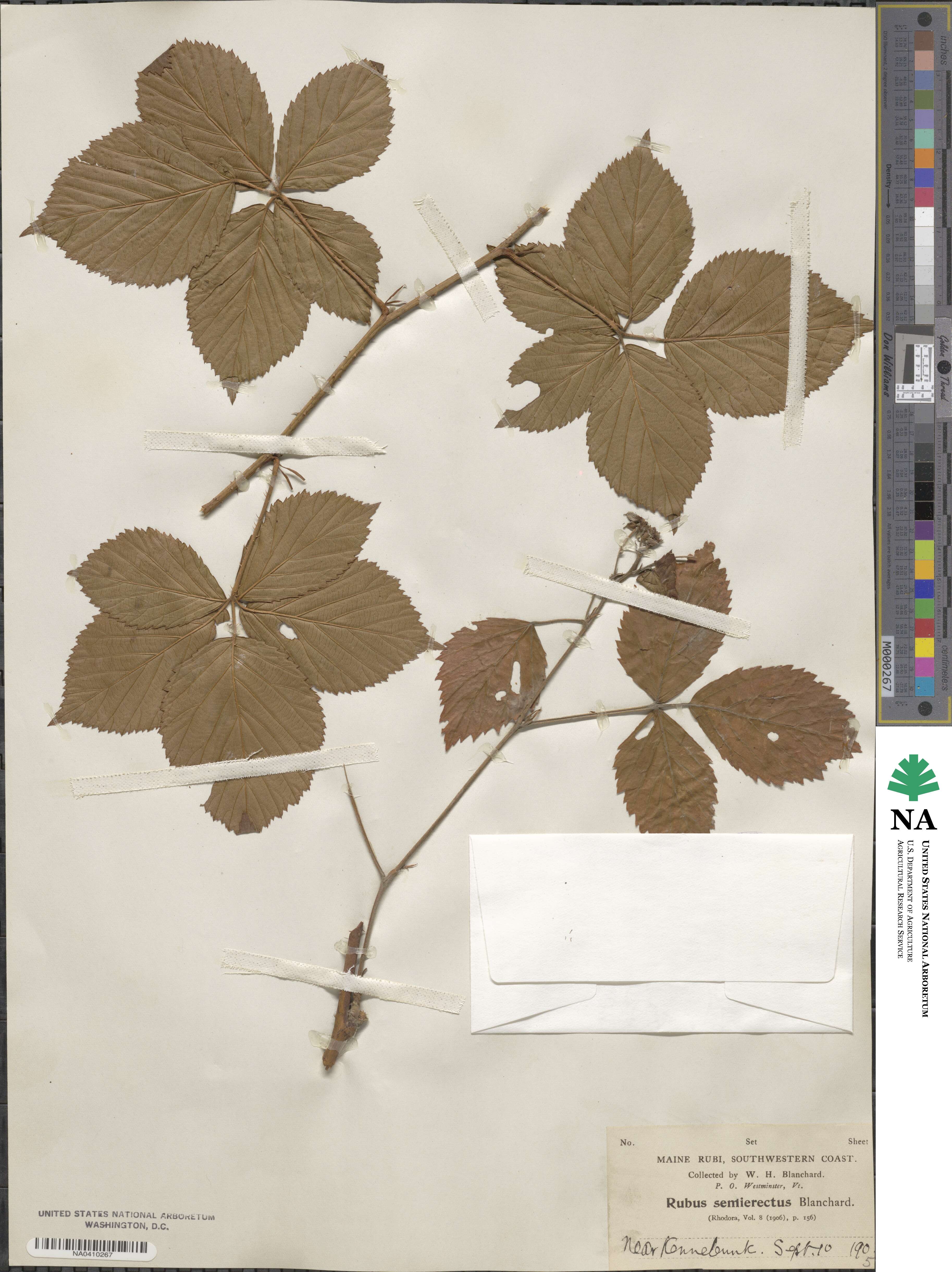 Rubus semisetosus image
