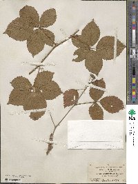 Rubus semisetosus image