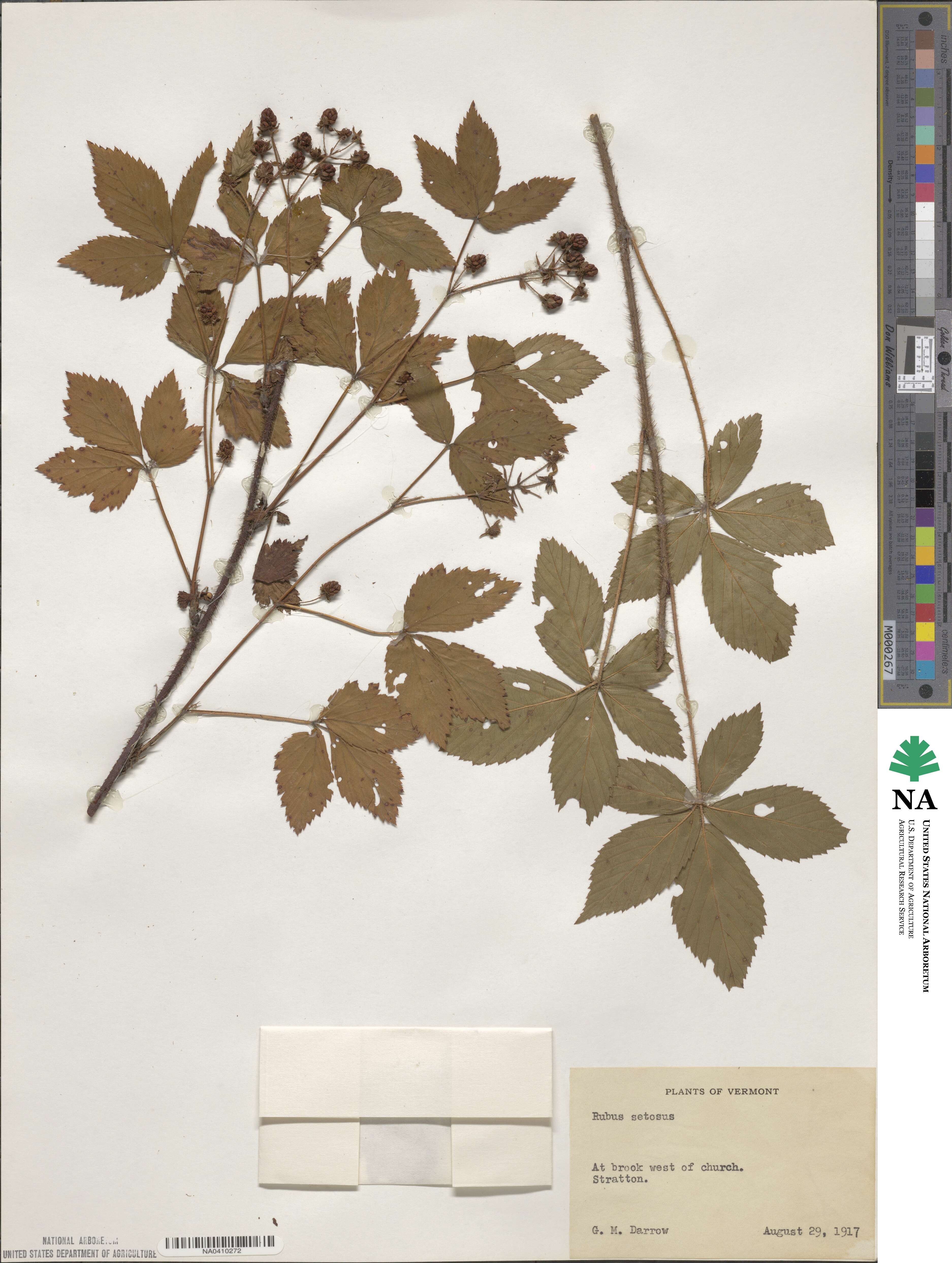 Rubus lilacinus image