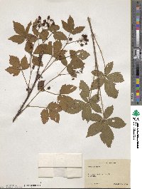 Rubus lilacinus image