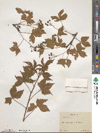 Rubus lilacinus image