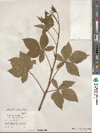 Rubus lilacinus image