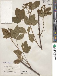 Rubus lilacinus image